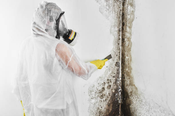 Best Mold Remediation  in Midland, WA