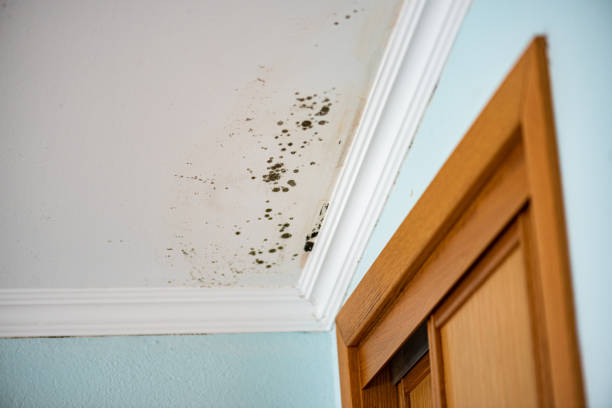 Best Mold Remediation Services  in Midland, WA