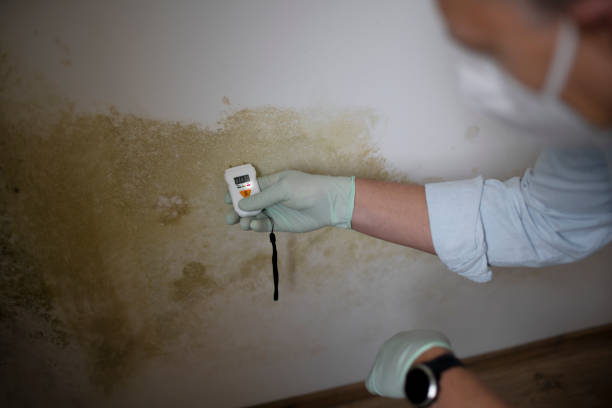 Best Home Mold Removal  in Midland, WA
