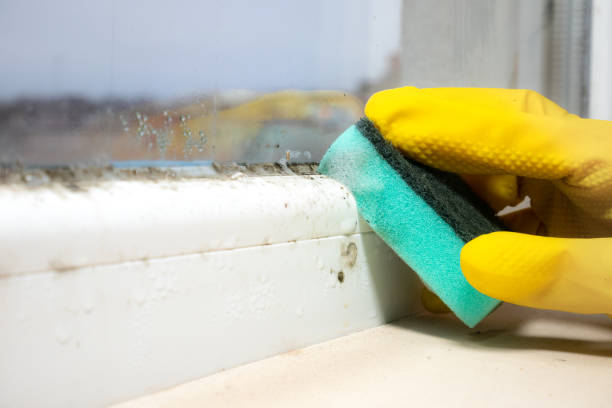 Professional Mold Removal in Midland, WA
