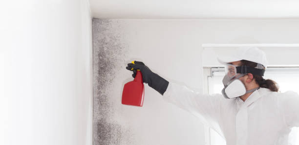 Home Mold Removal in Midland, WA