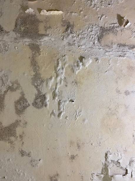 Best Office Mold Removal Services  in Midland, WA
