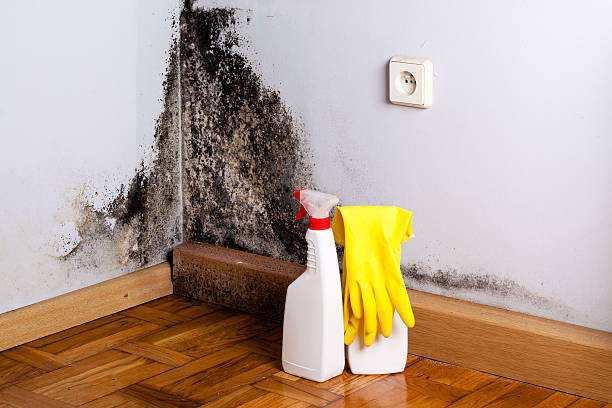 Best Black Mold Removal  in Midland, WA