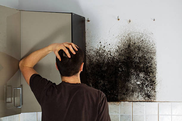 Best Mold Testing  in Midland, WA