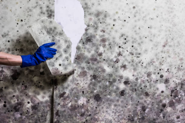 Attic Mold Removal in Midland, WA