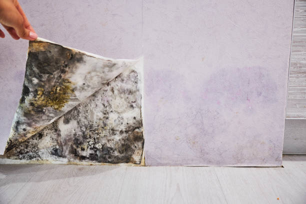 Best Same-Day Mold Removal  in Midland, WA
